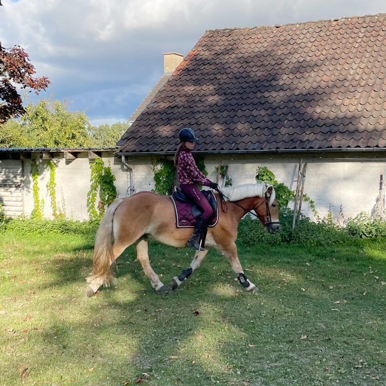 Mädchen reitet auf Haflinger